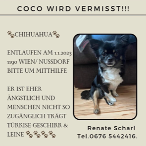 Ein Hund namens Coco wird vermisst. Er ist am 01.01.2023 in Wien/Nussdorf 1190 entlaufen.